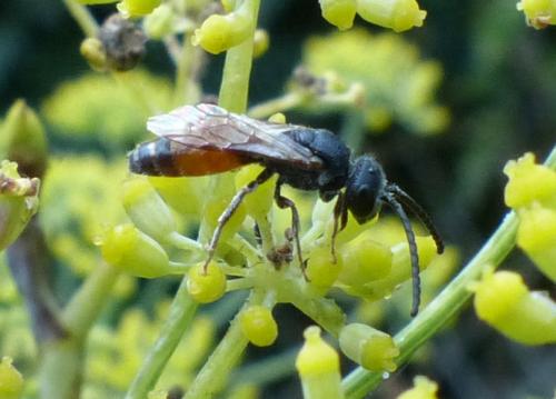 Sphecodes sp.